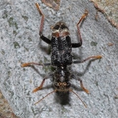 Trogodendron sp. (genus) at Acton, ACT - 1 Oct 2024