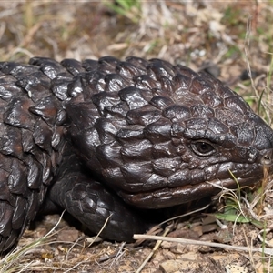 Tiliqua rugosa at Forde, ACT - 3 Oct 2024