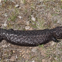 Tiliqua rugosa at Forde, ACT - 3 Oct 2024