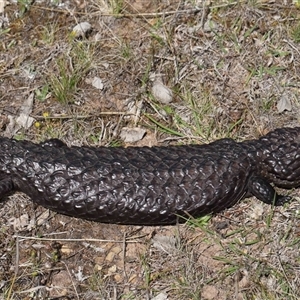 Tiliqua rugosa at Forde, ACT - 3 Oct 2024