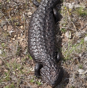 Tiliqua rugosa at Forde, ACT - 3 Oct 2024