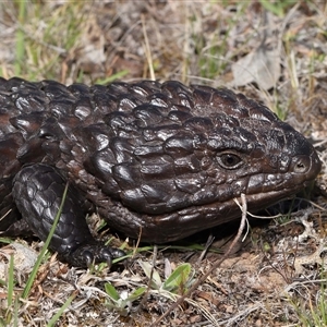 Tiliqua rugosa at Forde, ACT - 3 Oct 2024