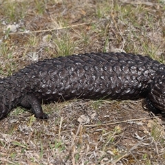 Tiliqua rugosa at Forde, ACT - 3 Oct 2024 12:15 PM