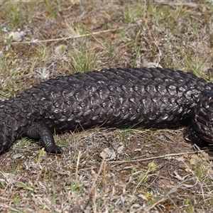 Tiliqua rugosa at Forde, ACT - 3 Oct 2024