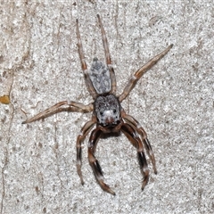 Arasia mollicoma (Flat-white Jumping Spider) at Acton, ACT - 1 Oct 2024 by TimL