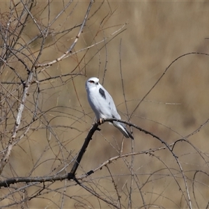 Elanus axillaris at Macnamara, ACT - 1 Aug 2024