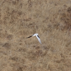 Elanus axillaris at Macnamara, ACT - 1 Aug 2024