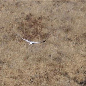 Elanus axillaris at Macnamara, ACT - 1 Aug 2024