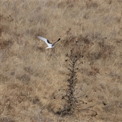 Elanus axillaris at Macnamara, ACT - 1 Aug 2024