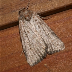 Hypoperigea tonsa (A Noctuid moth (Acronictinae) at Freshwater Creek, VIC - 4 Sep 2024 by WendyEM