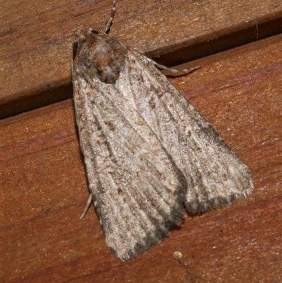 Hypoperigea tonsa (A noctuid moth) at Freshwater Creek, VIC - 4 Sep 2024 by WendyEM