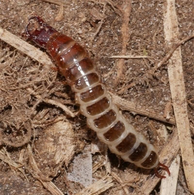 Coleoptera (order) immature at Freshwater Creek, VIC - 4 Sep 2024 by WendyEM