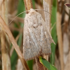 Leucania uda (A Noctuid moth) at Freshwater Creek, VIC - 4 Sep 2024 by WendyEM