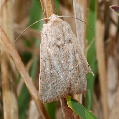 Leucania uda (A Noctuid moth) at Freshwater Creek, VIC - 4 Sep 2024 by WendyEM