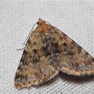 Dichromodes disputata at Jerrabomberra, NSW - suppressed