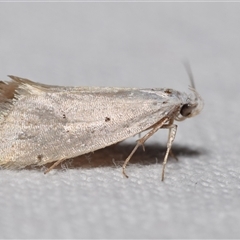 Thalerotricha mylicella (Wingia Group) at Jerrabomberra, NSW - 3 Oct 2024 by DianneClarke