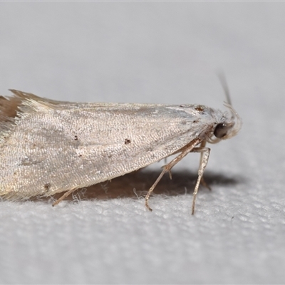 Thalerotricha mylicella (A concealer moth) at Jerrabomberra, NSW - 3 Oct 2024 by DianneClarke