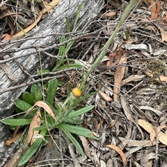 Coronidium scorpioides at Windellama, NSW - 2 Oct 2024