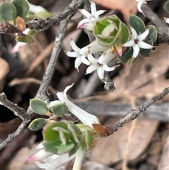 Brachyloma daphnoides (Daphne Heath) at Windellama, NSW - 2 Oct 2024 by JaneR