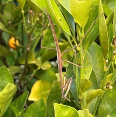 Archimantis sp. (genus) (Large Brown Mantis) at Duffy, ACT - 4 Oct 2024 by HelenaWalker