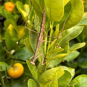 Archimantis sp. (genus) at Duffy, ACT - 4 Oct 2024