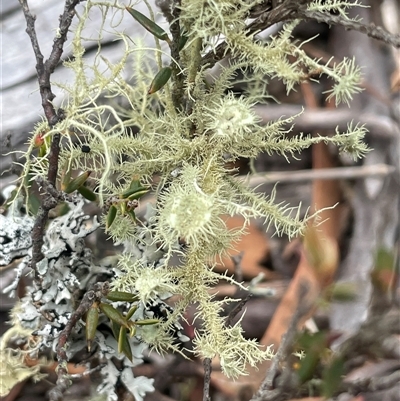 Usnea sp. (genus) (Bearded lichen) at Windellama, NSW - 2 Oct 2024 by JaneR