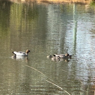 Chenonetta jubata (Australian Wood Duck) at Watson, ACT - 4 Oct 2024 by Louisab