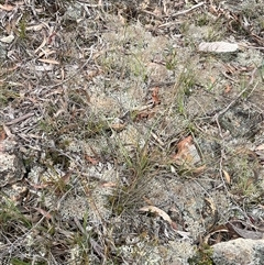 Cladia corallaizon at Windellama, NSW - 2 Oct 2024 11:40 AM