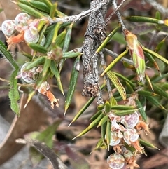 Lissanthe strigosa subsp. subulata (Peach Heath) at Windellama, NSW - 2 Oct 2024 by JaneR