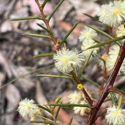 Acacia genistifolia (Early Wattle) at Windellama, NSW - 2 Oct 2024 by JaneR