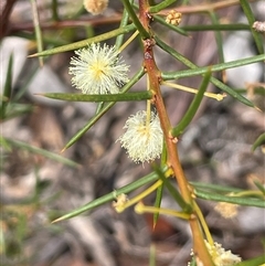 Acacia genistifolia at Windellama, NSW - 2 Oct 2024