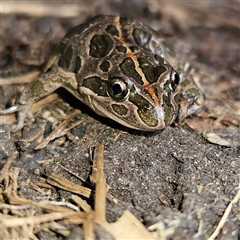 Limnodynastes tasmaniensis (Spotted Grass Frog) at Braidwood, NSW - 4 Oct 2024 by MatthewFrawley