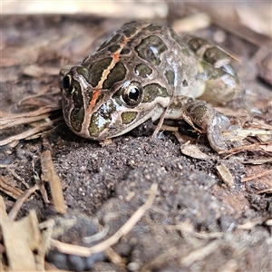 Limnodynastes tasmaniensis at Braidwood, NSW - 4 Oct 2024