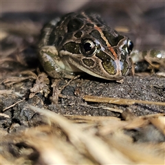 Limnodynastes tasmaniensis at Braidwood, NSW - 4 Oct 2024