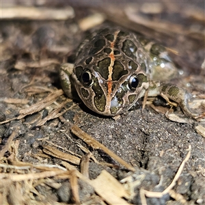 Limnodynastes tasmaniensis at Braidwood, NSW - 4 Oct 2024