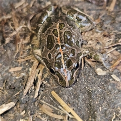 Limnodynastes tasmaniensis at Braidwood, NSW - 4 Oct 2024