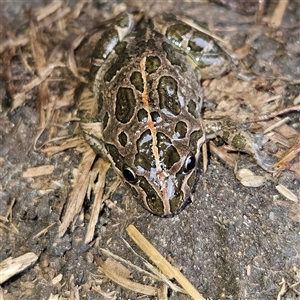 Limnodynastes tasmaniensis at Braidwood, NSW - 4 Oct 2024 08:19 AM