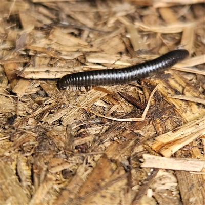 Ommatoiulus moreleti (Portuguese Millipede) at Braidwood, NSW - 4 Oct 2024 by MatthewFrawley