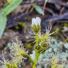 Drosera gunniana (Pale Sundew) at Collector, NSW - 3 Oct 2024 by trevorpreston