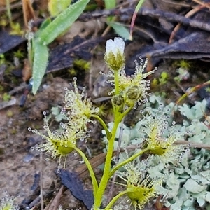 Drosera gunniana at Collector, NSW - 4 Oct 2024