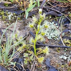 Drosera gunniana at Collector, NSW - 4 Oct 2024