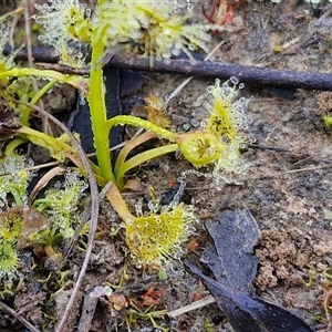 Drosera gunniana at Collector, NSW - 4 Oct 2024