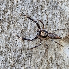 Helpis minitabunda (Threatening jumping spider) at Collector, NSW - 4 Oct 2024 by trevorpreston