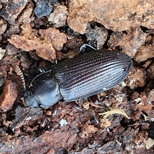 Meneristes sp. (genus) at Collector, NSW - 4 Oct 2024 07:48 AM