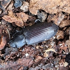 Meneristes sp. (genus) at Collector, NSW - 4 Oct 2024