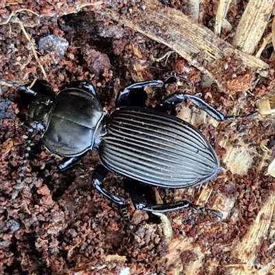 Cardiothorax sp. (genus) (Darkling Beetle) at Collector, NSW - 4 Oct 2024 by trevorpreston