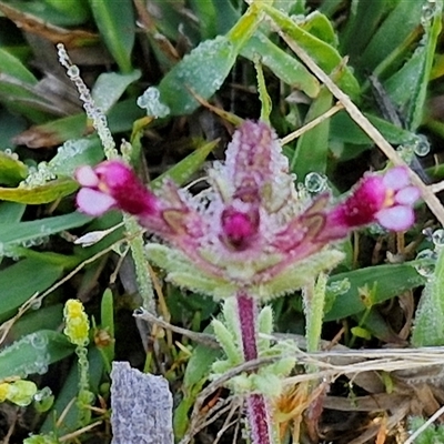 Parentucellia latifolia (Red Bartsia) at Collector, NSW - 4 Oct 2024 by trevorpreston