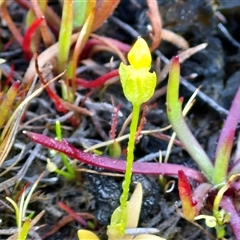 Cicendia quadrangularis (Oregon Timwort) at Collector, NSW - 3 Oct 2024 by trevorpreston