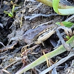 Tetrigidae (family) (Pygmy grasshopper) at Collector, NSW - 3 Oct 2024 by trevorpreston