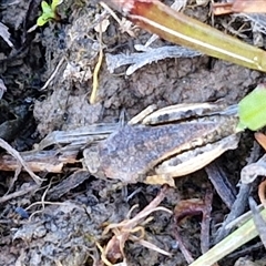 Tetrigidae (family) at Collector, NSW - 4 Oct 2024 07:44 AM